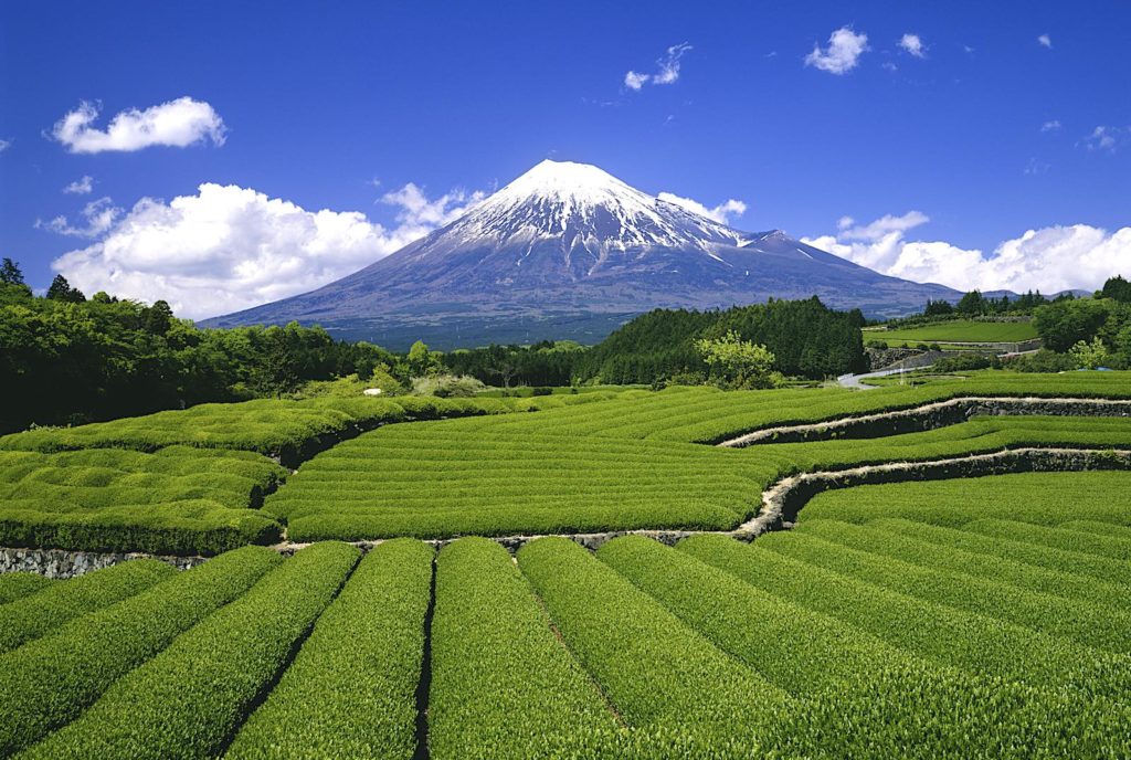 Fuji-and-tea-terraces-1024x688.jpg