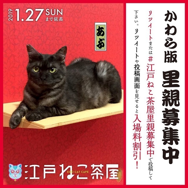 edo-neko-cat-cafe-chaya-foster-cat-pets-animals-cute-kawaii-tokyo-ryugoku-6.jpg