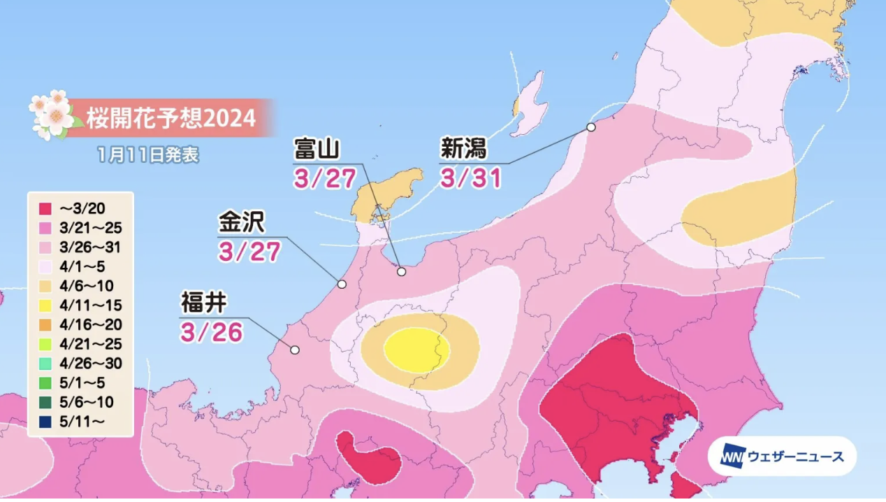 Сакура 2024 япония. Сакура 2024. Сакура 2024 на дорогах. Сад Декабристов Сакура 2024.