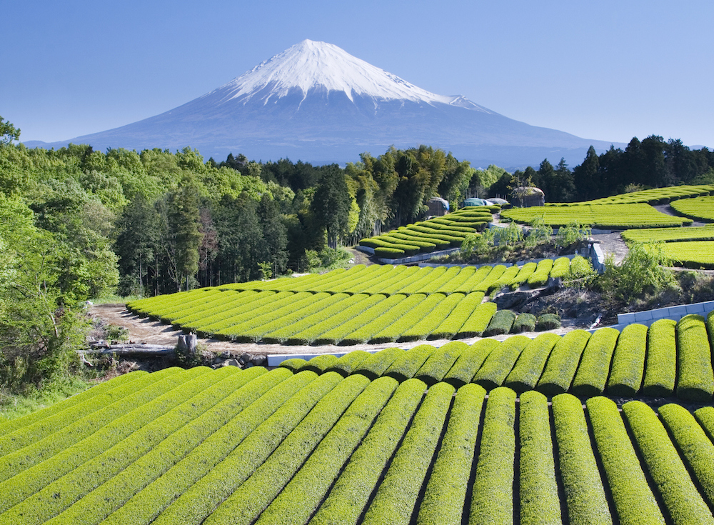 Shin-cha: How to enjoy the freshest Japanese tea - Japan Today