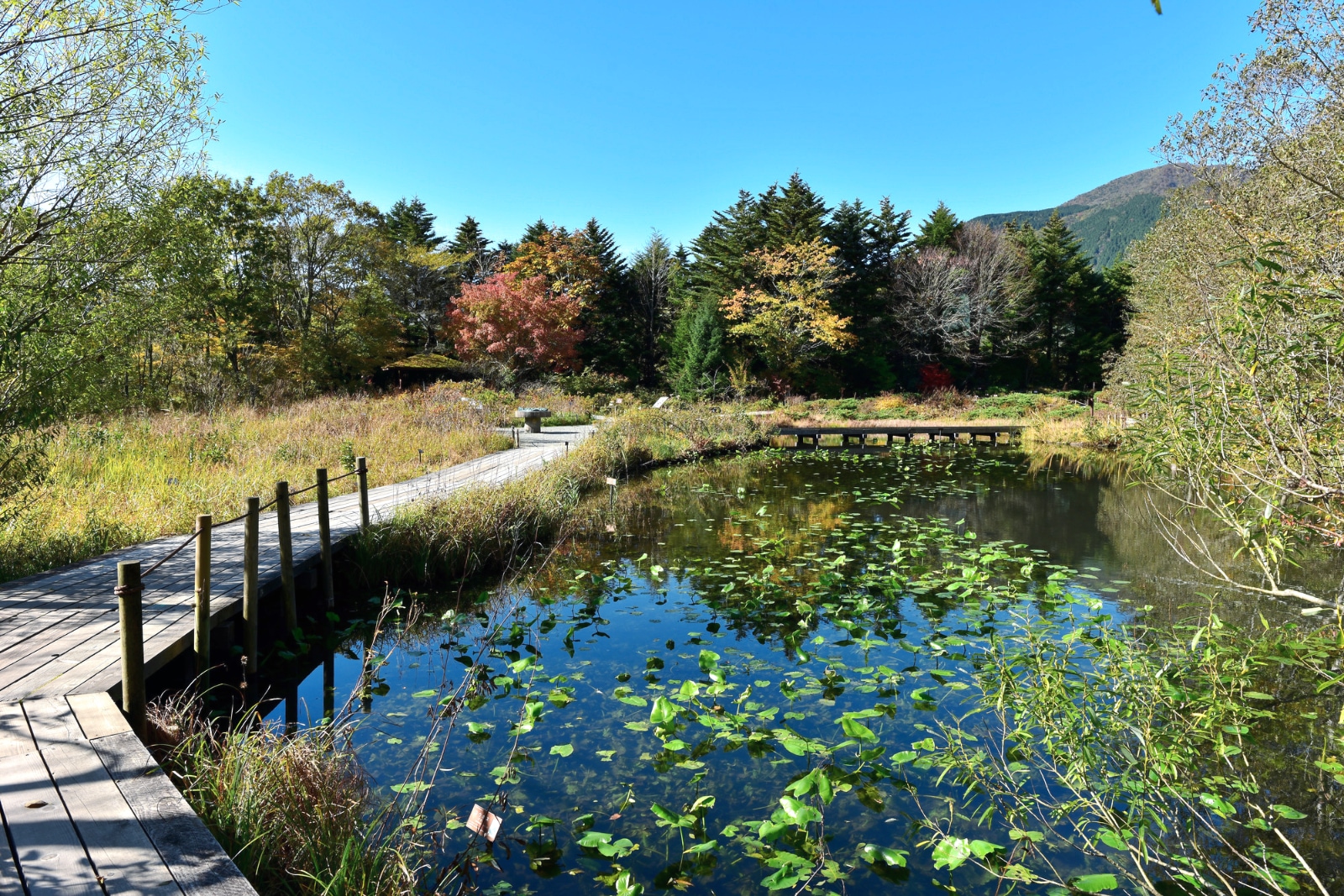 Hakone-Wetlands_shikema-pixta_50343800_M.jpg