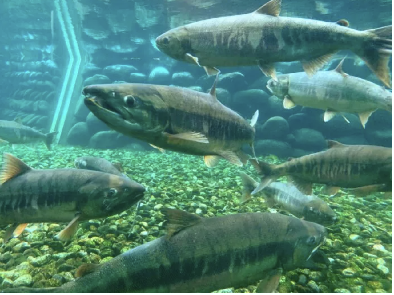 Japanese museum dedicated to salmon has no live salmon on display this year