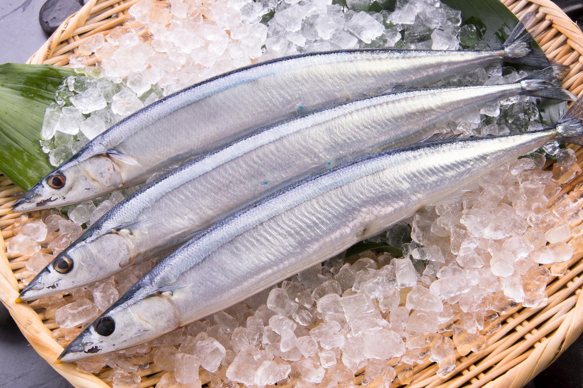 5 Japanese fish to celebrate autumn - Japan Today