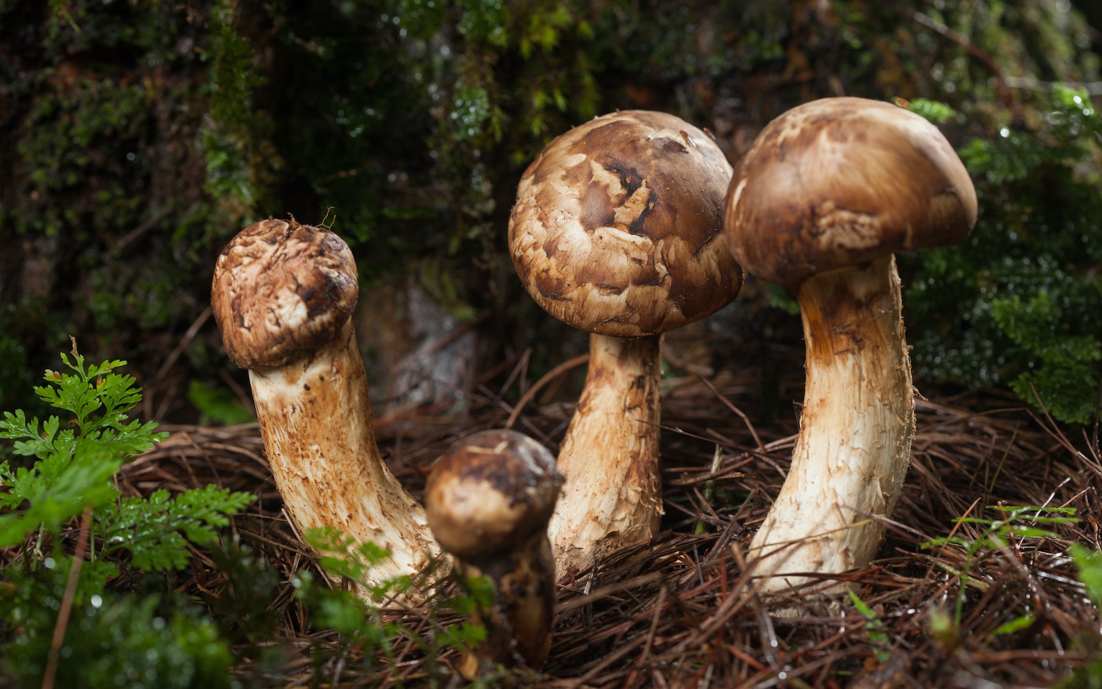 iStock-ueapun-mushrooms-Matsutake-mushroom.jpg