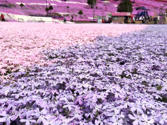 15 million flowers are in beautiful bloom right now at Saitama's