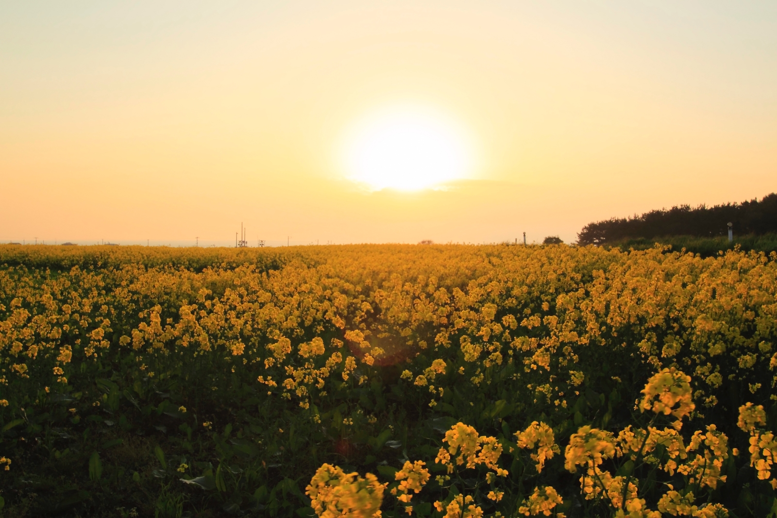 Explore Aomori Prefecture in spring - Japan Today