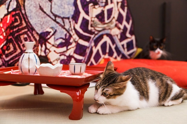 edo-neko-cat-cafe-chaya-foster-cat-pets-animals-cute-kawaii-tokyo-ryugoku-3.jpg