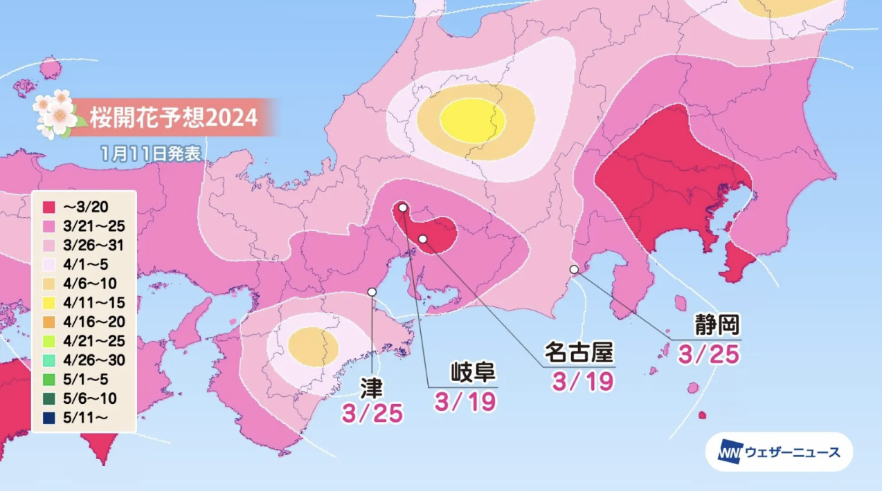 Cherry Blossom Forecast 2024: Looking Forward to “Sakura” Season