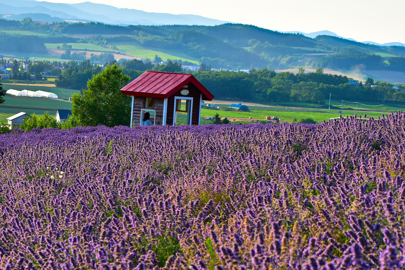Lavenders-during-the-golden-hour.jpg