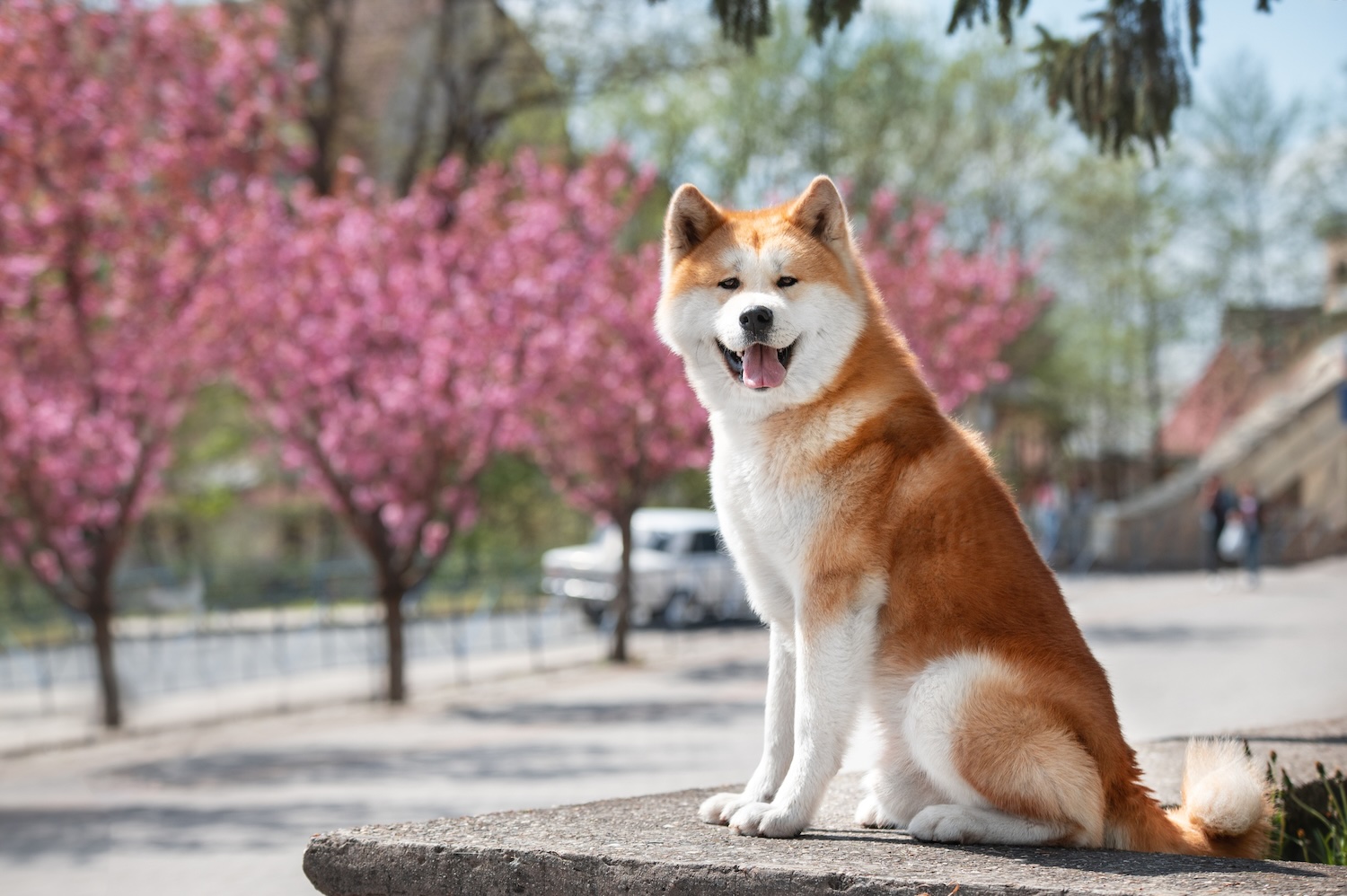 iStock-Kristina-Chizmar-akita-dog-things-you-didnt-know-you-could-rent-in-Japan.jpg