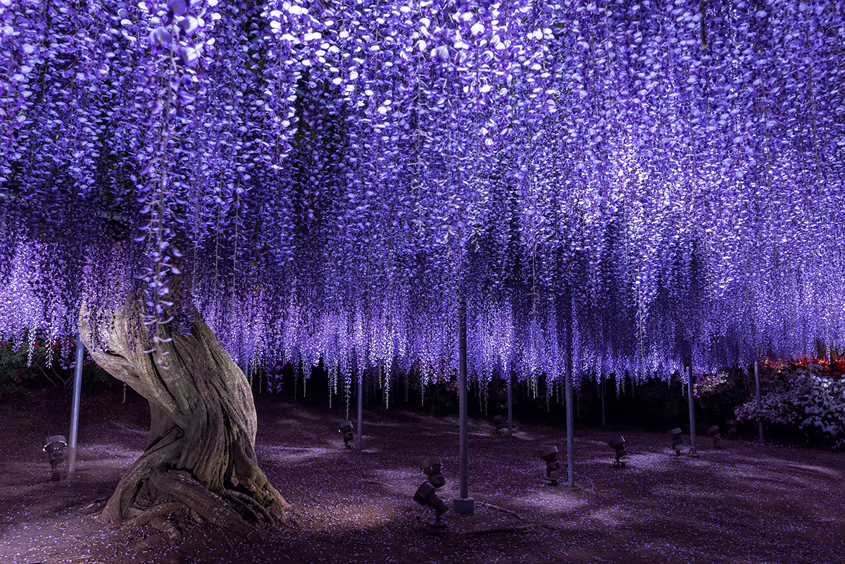 Experience the breathtaking beauty of hanging wisterias at Ashikaga