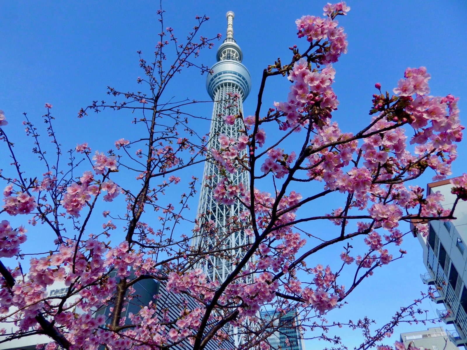 Tokyo-Skytree-Cherry-Blossoms-by-Joshua-Meyer.jpg