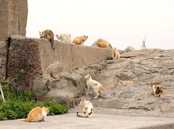 Aoshima: Sleepy Cat Island Where Felines Outnumber Humans