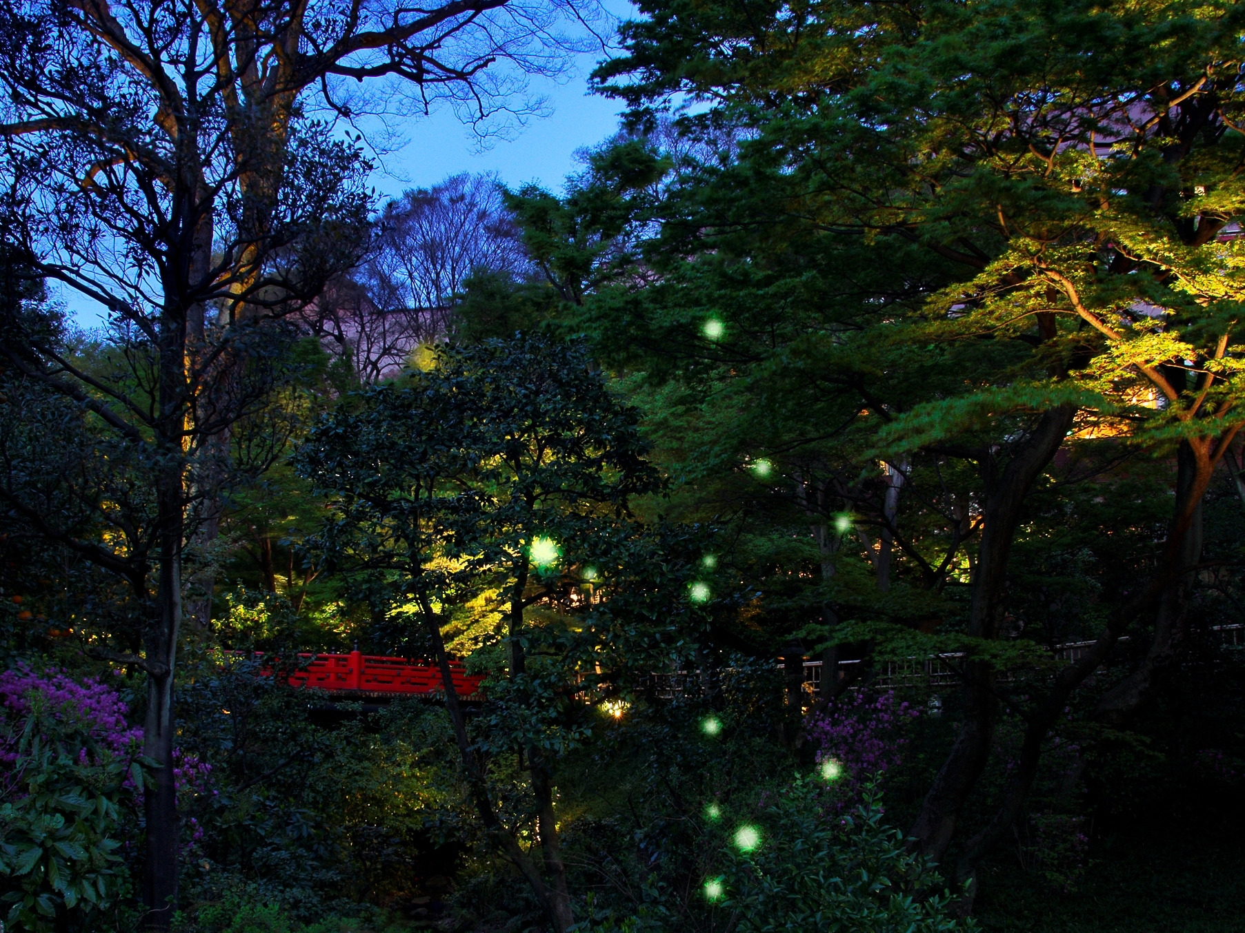 Светлячки в Японии фото