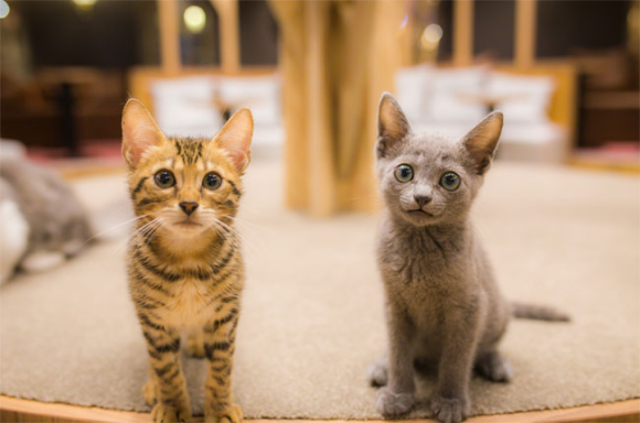 New Japanese cat  cafe  is so stylish it d be worth a visit 