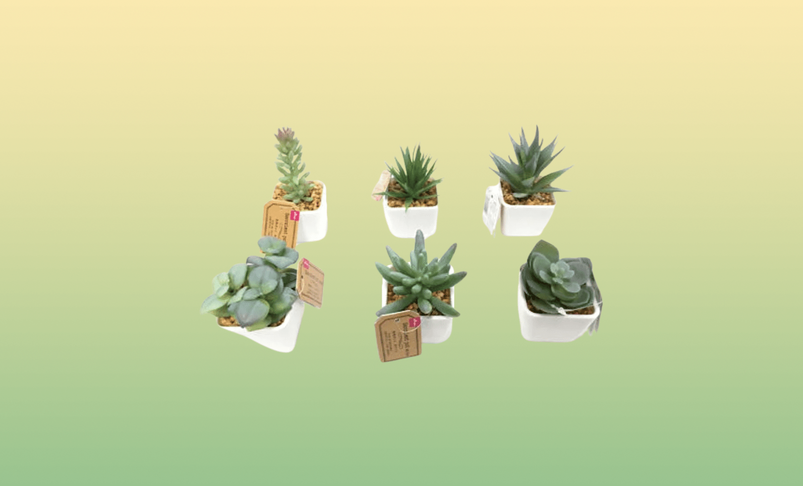 Succulents-pot-daiso.png