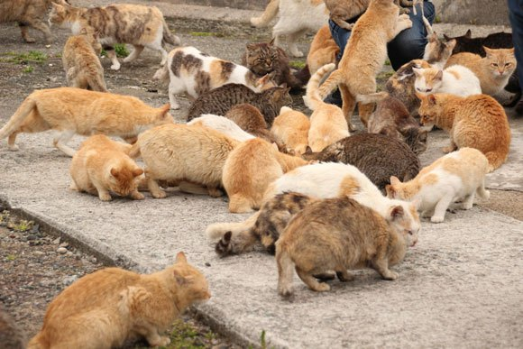 Cats have taken over this island in Japan