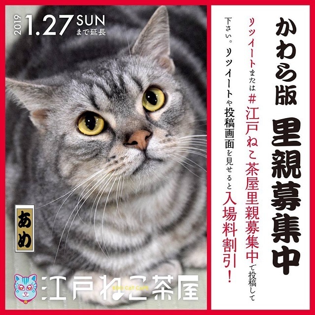 edo-neko-cat-cafe-chaya-foster-cat-pets-animals-cute-kawaii-tokyo-ryugoku-5.jpg